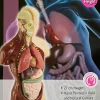 Edu-Toys - Human Anatomy Model