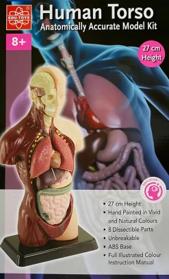 Edu-Toys - Human Anatomy Model