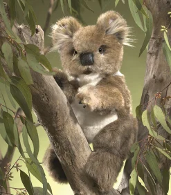 Folkmanis - Koala Hand Puppet