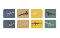 Match These Bones - A Dinosaur Memory Game